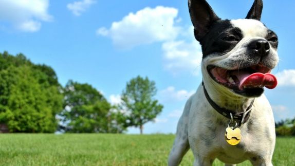 Pet Friendly Hotels In Corpus Christi Aloft Pet Friendly Hotels In Corpus Christi